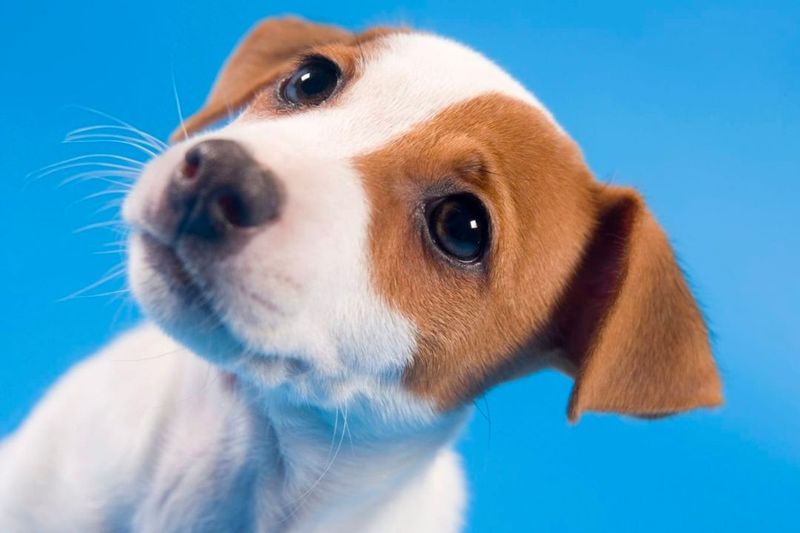 Is Tea Tree Oil Safe to Use for Dogs? Pettable